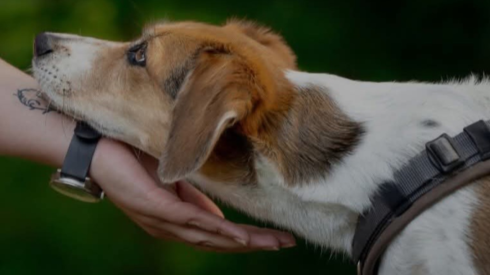 Hund legt vertrauensvoll seinen Kopf in eine geöffnete Hand